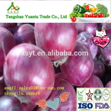 fresh onion export process