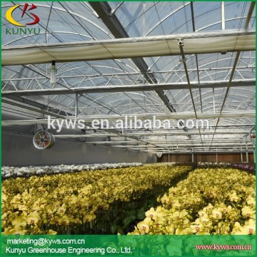 Taiwan orchid Hot sale orchid plants phalaenopsis orchid seedling for sale