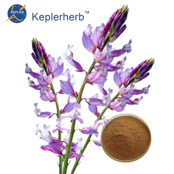 Polygala Extract Powder Massenversorgung