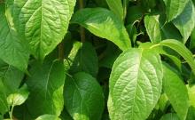 Top quality Chinese herb Eucommiae Cortex