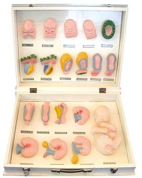 Fetal appearance and facial development (1 box)