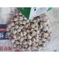 Normal White Garlic Cold Storage