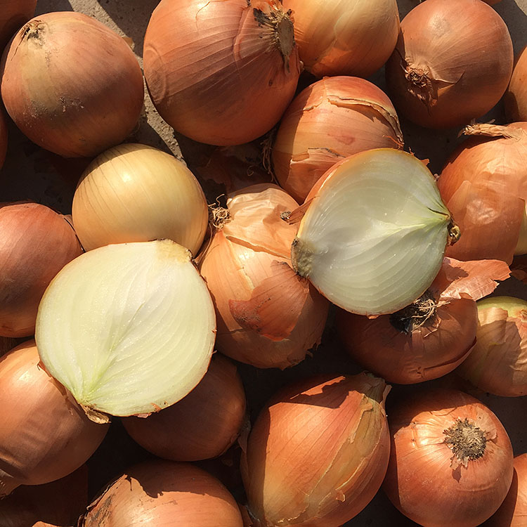 Fresh agricultural products onion yellow exporter