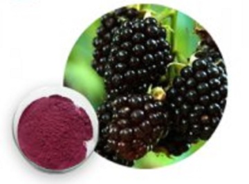 Green natural Blackberry extract