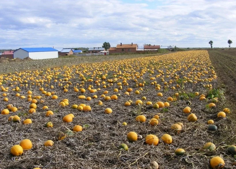 New Crop Best Quality Snow White Pumpkin Seeds