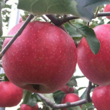 Organic rich selenium sweet and crispy apple