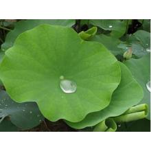 Lotus Leaf P.E With Active Ingredient NUCIFERINE