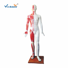 178CM Deluxe Acupuncture Model