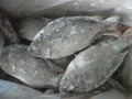 Frozen entero redondo tilapia pescado en exportación