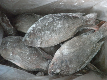 Frozen Farm Raised Black Tilapia Whole Round Tilapia