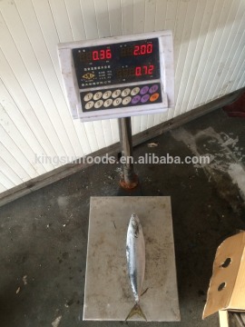 Frozen Pacific Mackerel