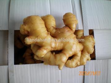 chinese fresh mature ginger