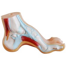 DARHMMY High Quality Human Anatomical Arched Foot Model for Medical Training