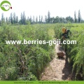 Factory Bulk Herbal Type Price Wolfberries