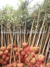 ligustrum lucidum D4cm plants