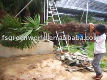 trachycarpus fortunei windmill palm trees