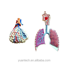 Human Respiratory System and Alveolus Structure Model - Human Body Anatomy Model
