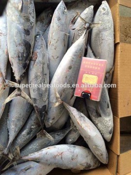 Frozen bonito fish 300-500g