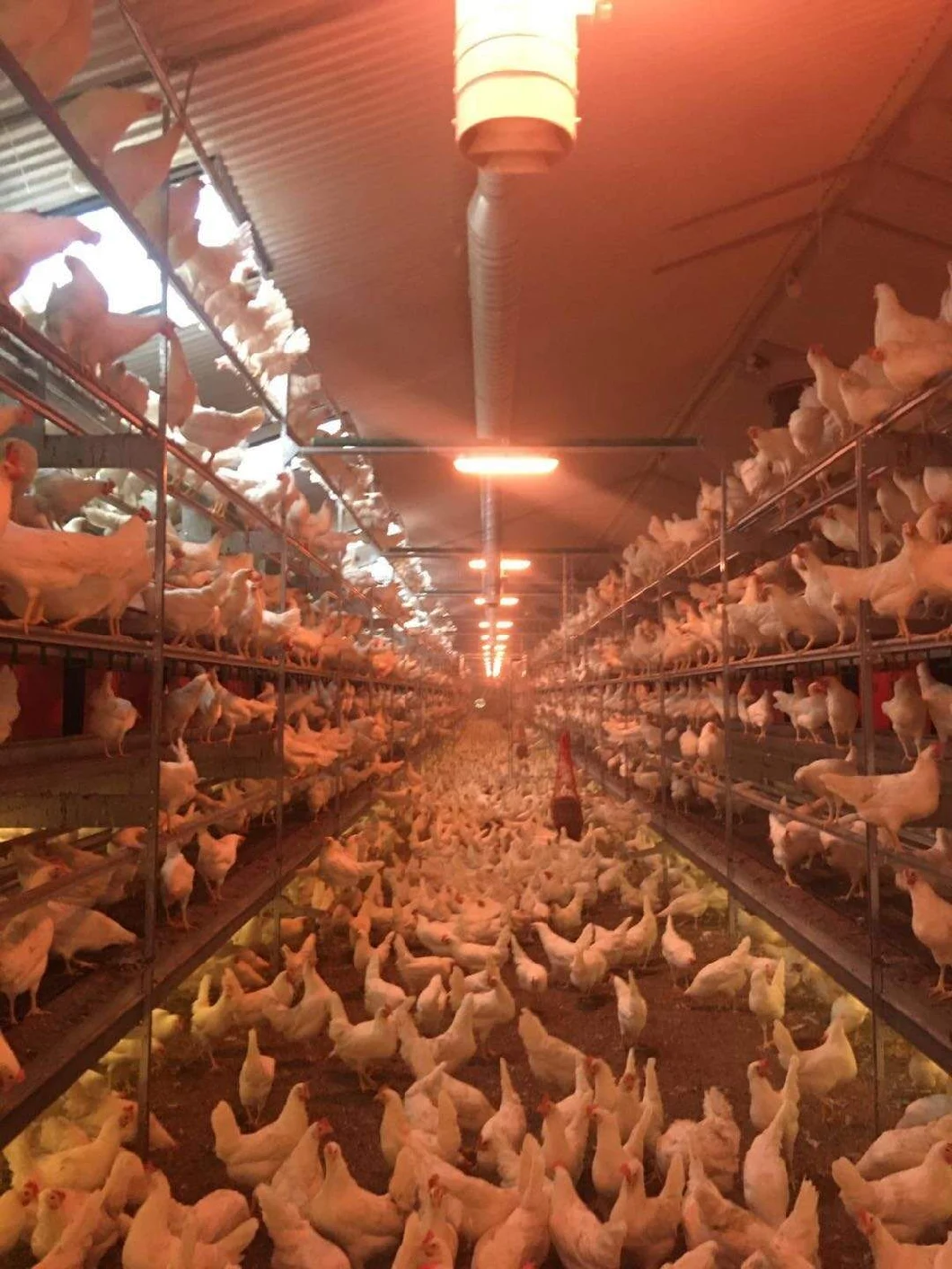 Leading Edge/Trailing Edge Dimming Indoor Dimmer for Egg Hen