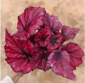 Living Plant Begonia 10 προς πώληση