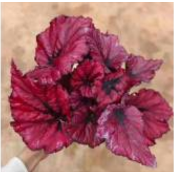 living plant begonia 10 for sale