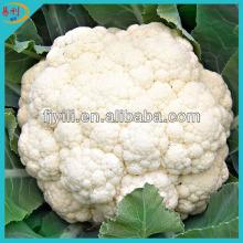 Supply white frozen cauliflower floret
