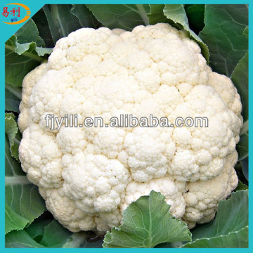 Supply white frozen cauliflower floret