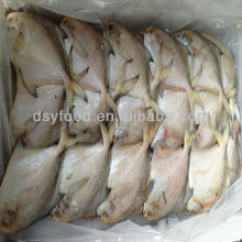 Frozen Silvery pomfret