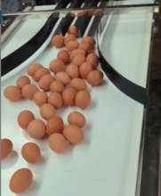 Hot Sale Egg Conveyor Belt - Efficient Packaging and Transportation Solution