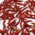 Premium dried Bhut Jolokia pepper Supply in bulk