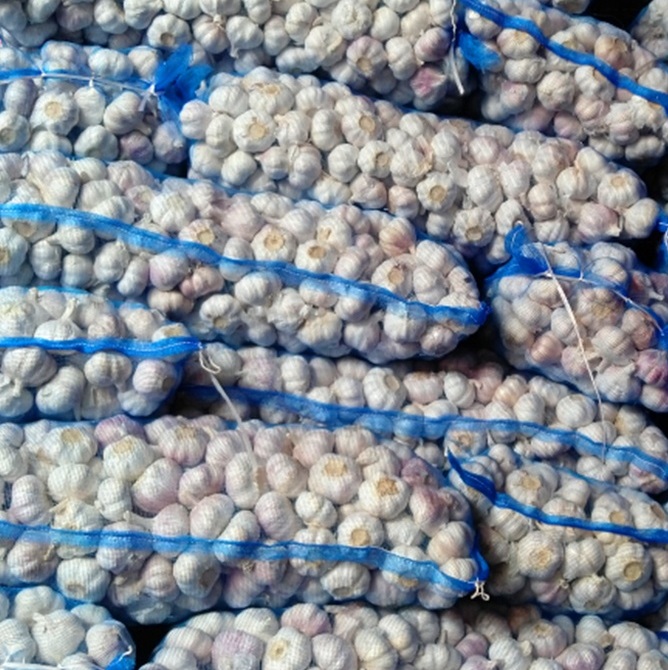 Fresh Red Garlic Bulb is Provided In Bulk 20kg Packing Mesh Bag