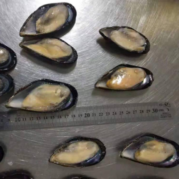 Frozen Half Shell Mussels