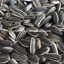 export sunflower seeds hybrid sunflower seeds