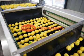Fruit & Food Washing / Waxing / Grading / Sorting /Processing Machine