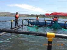 Lvhd Intensive Farming Tilapia Fish Cage