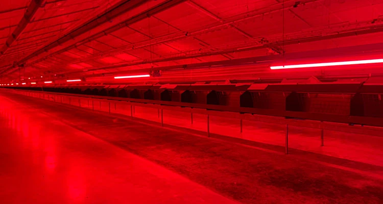 Anti-Ammonia Poultry LED Tube Light for Chicken Farm