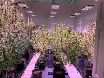 3000w Greenhouses Cob Chips Led Grow Light