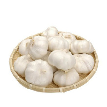 Fresh white garlic price single seed