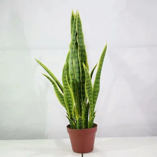 PE Mother in Laws Tongue Potted Artificial Plant for Decoration (50986)