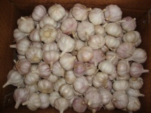 Fresh Normal White Garlic