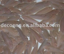 Tongue sole fish