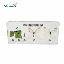 Life History Specimens of Pieris Rapae