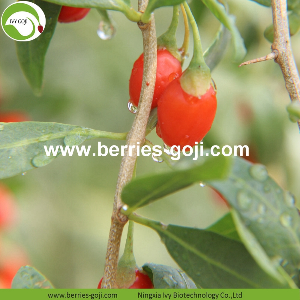 Eu Standard Goji Berry