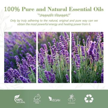 In Stock 100% Pure And Natural Skincare Massage Lavender Oil Bulk Price