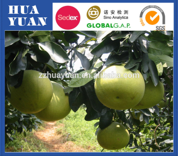 Chinese honey pomelo