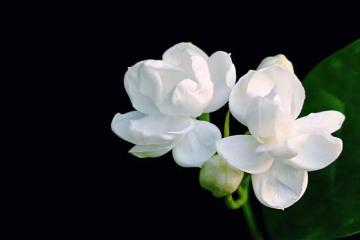 Jasmine Absolute Essential Oil 50ml