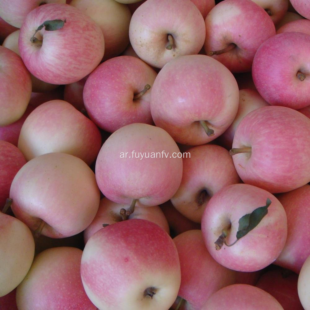 سعر السوق لحفل التفاح للمبيعات