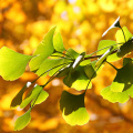 Ginkgo leaf extract contains 24% flavonoid compounds