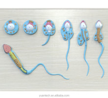 Spermatogenesis: A Comprehensive Model