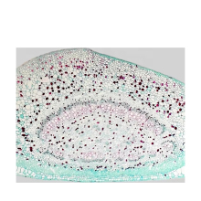 Leaf Microscope Slide Set - Explore Plant Anatomy